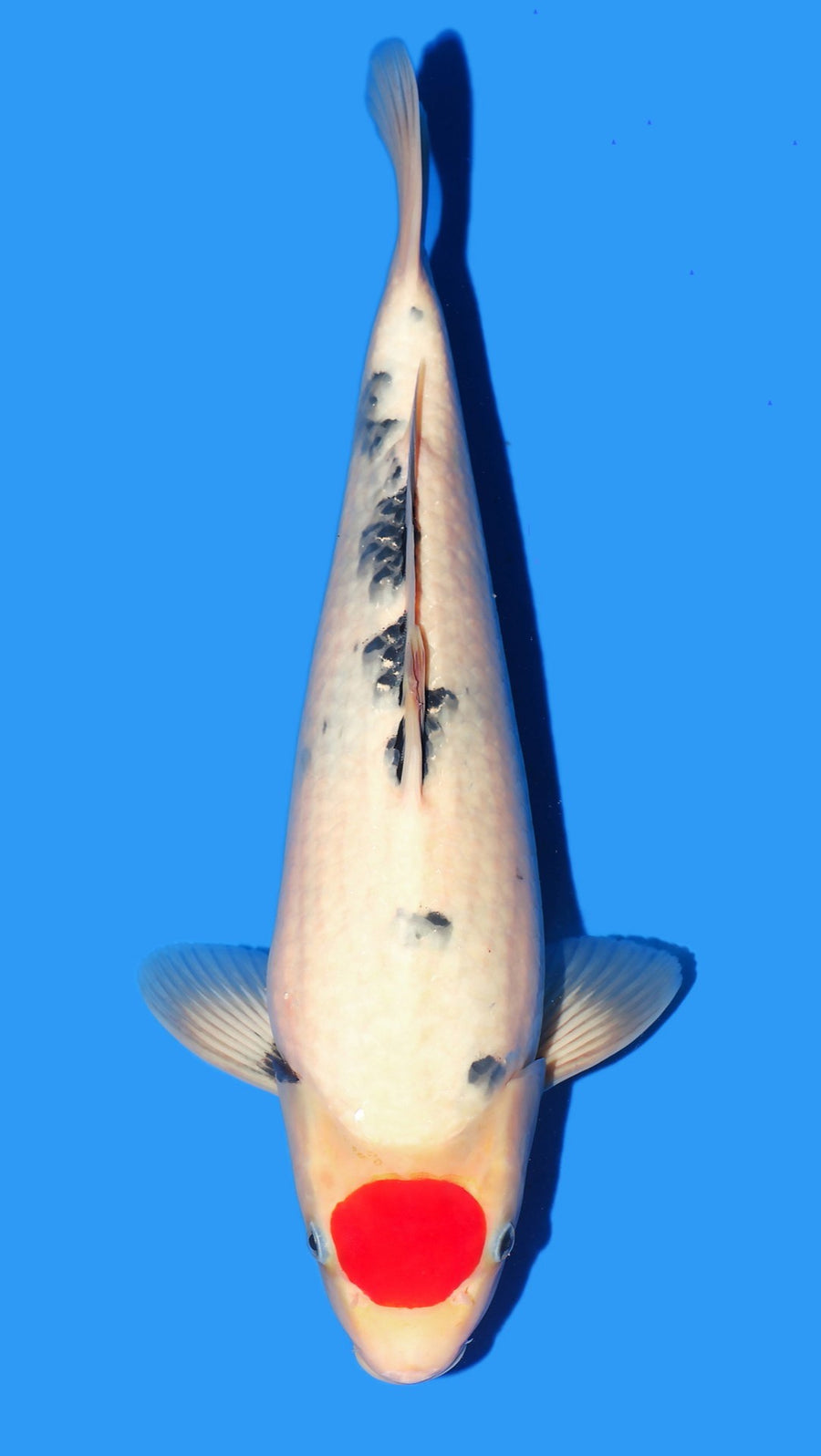 Tancho Showa Isa Female (50-55 cm)