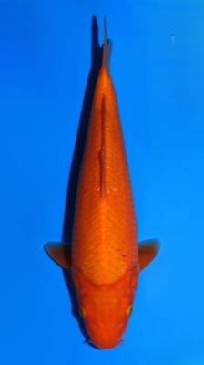 Benigoi Dainichi WhiteDragon (25-30 cm)