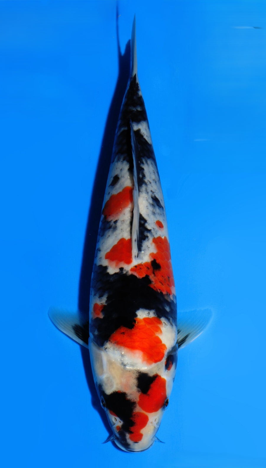 Showa Dainichi SuperMonster (20-25 cm)