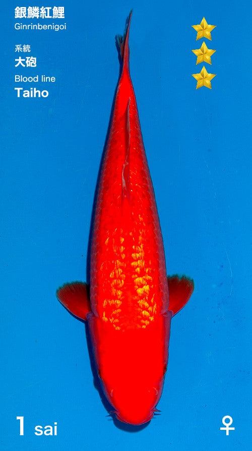 Ginrin Benigoi Ogata Female (35-40 cm)