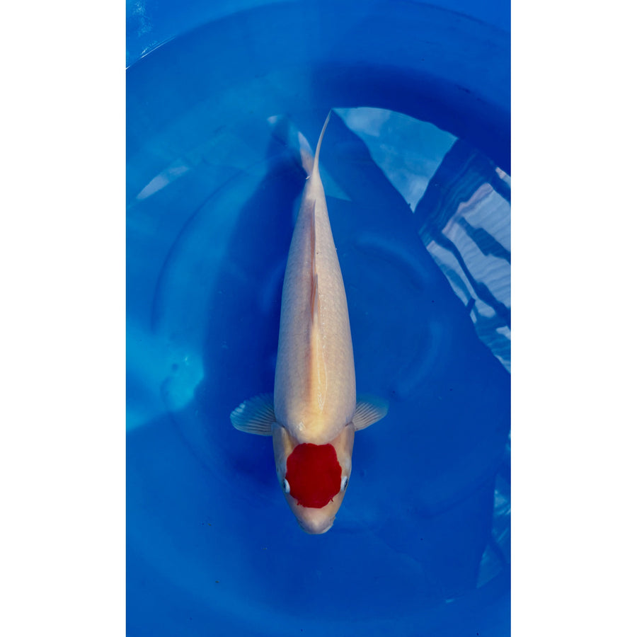 Tancho Kohaku (40-45cm)