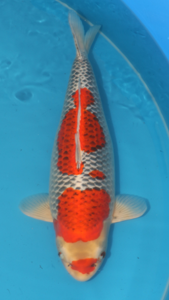 Kawari Kujaku NND Female (55-60 cm)