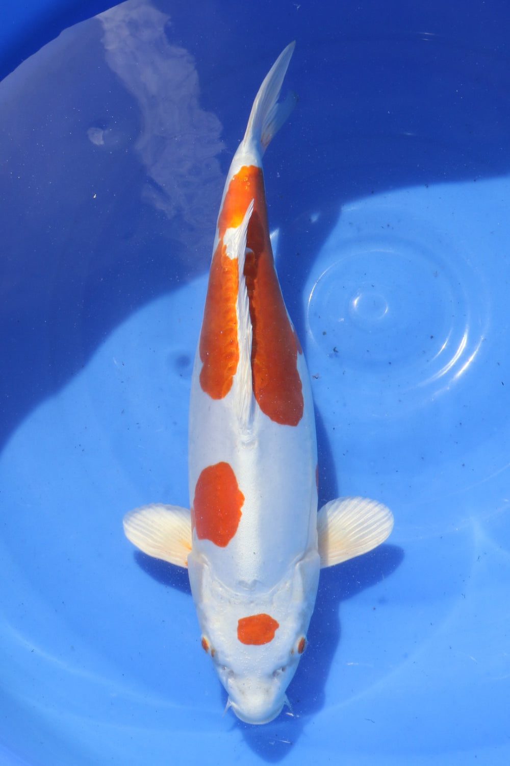 Kikusui Nisai ca 40 cm Marusaka