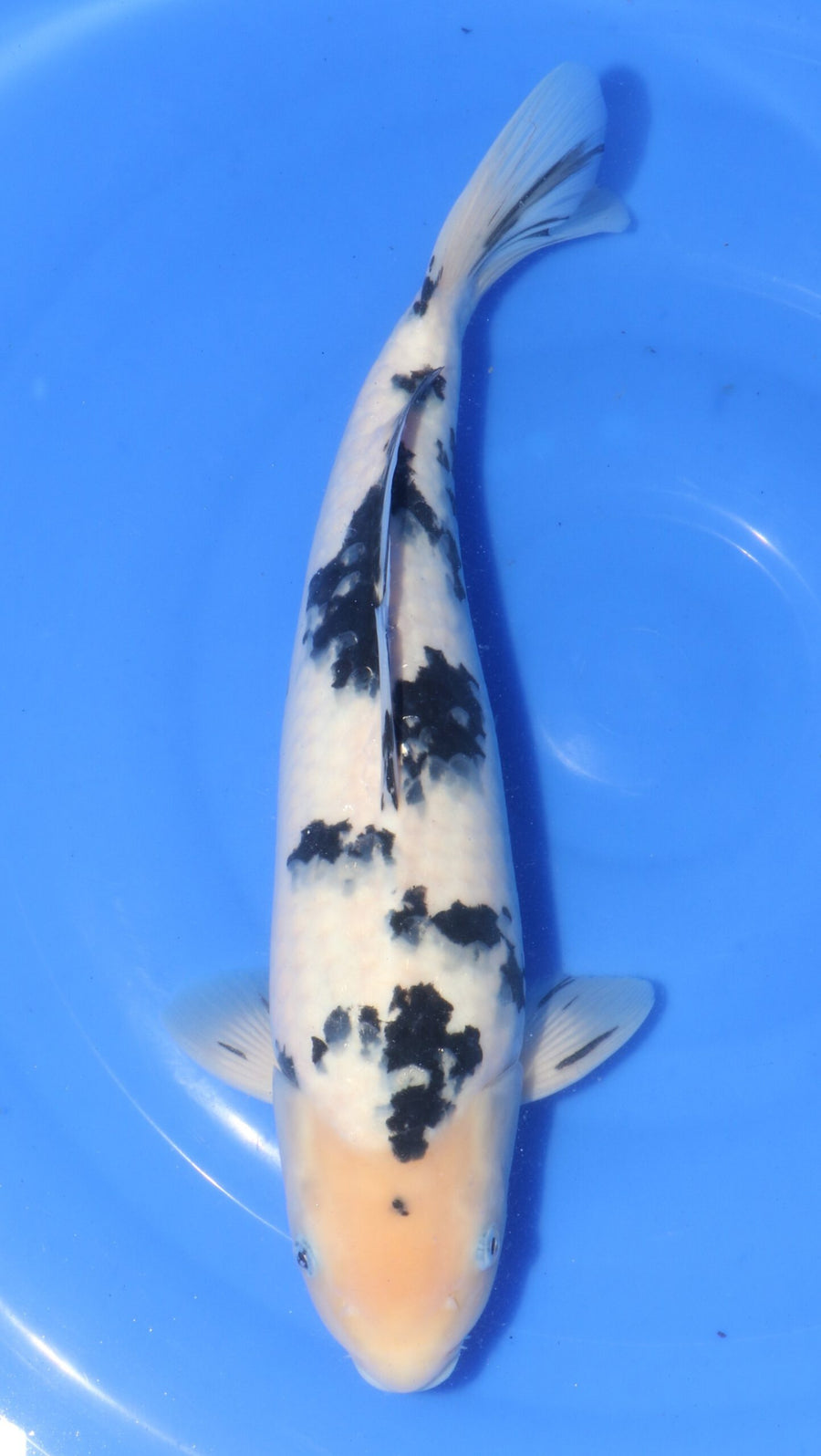 Bekko Ooya Female (35-40 cm)