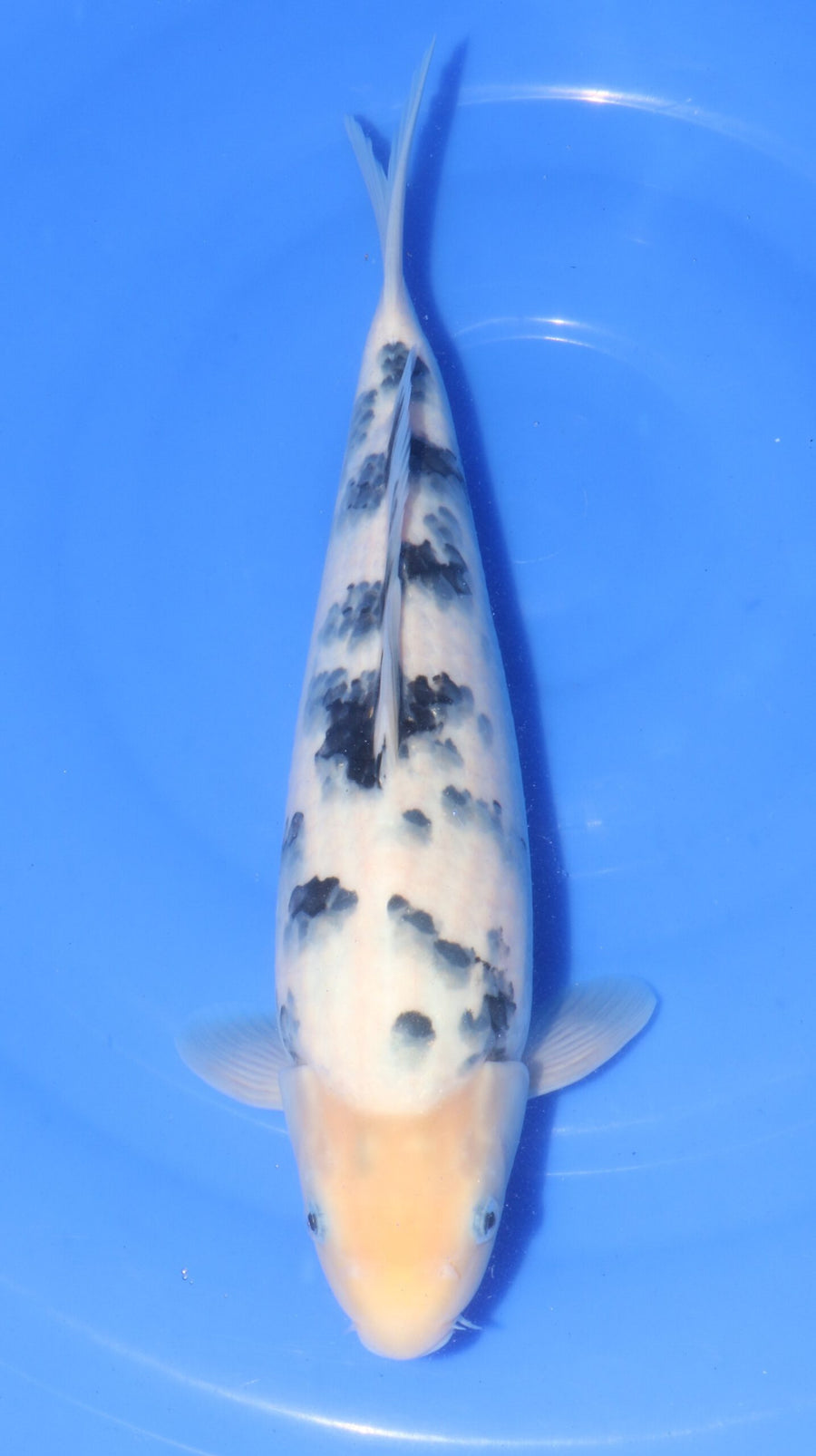 Bekko Ooya Female (35-40 cm)