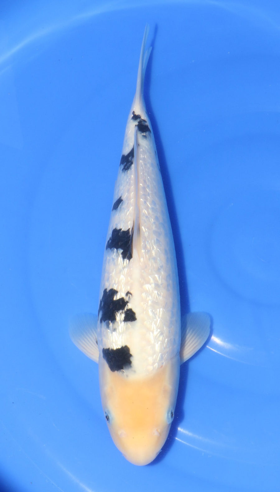 Ginrin Bekko Ooya Female (35-40 cm)