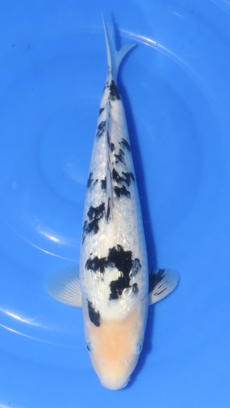 Ginrin Bekko Ooya Female (45-50 cm)