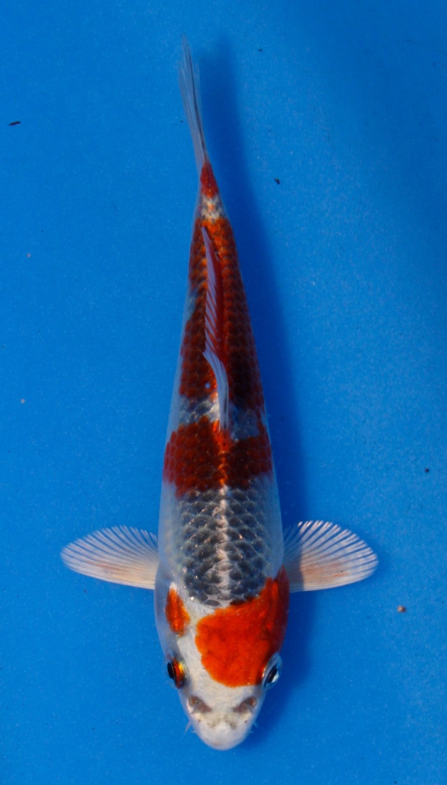 Kujaku Hosokai (15-20 cm)