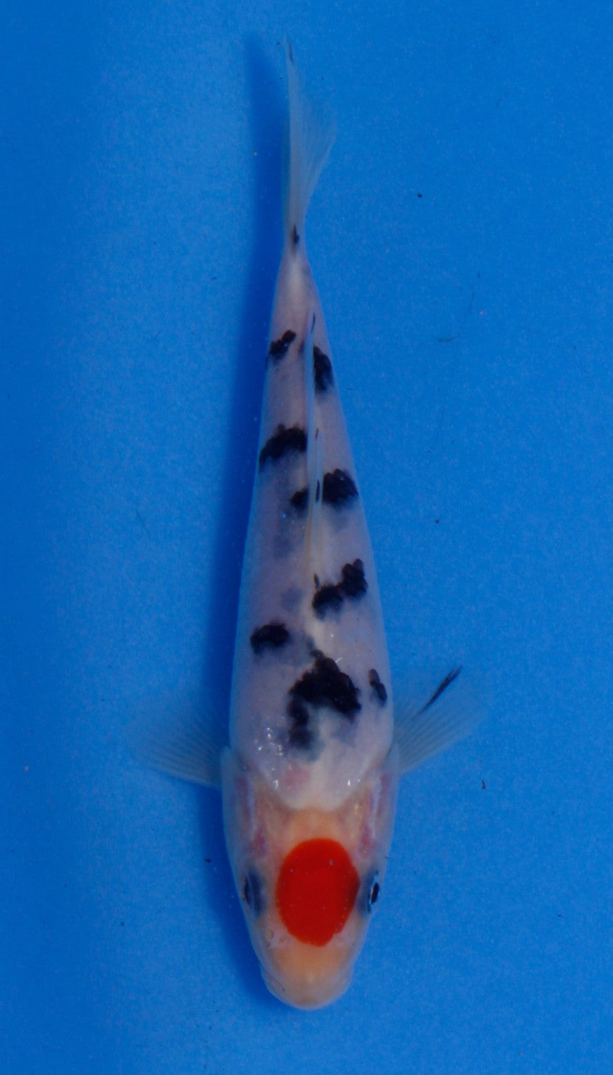 Tancho Sanke Hosokai (15-20 cm)