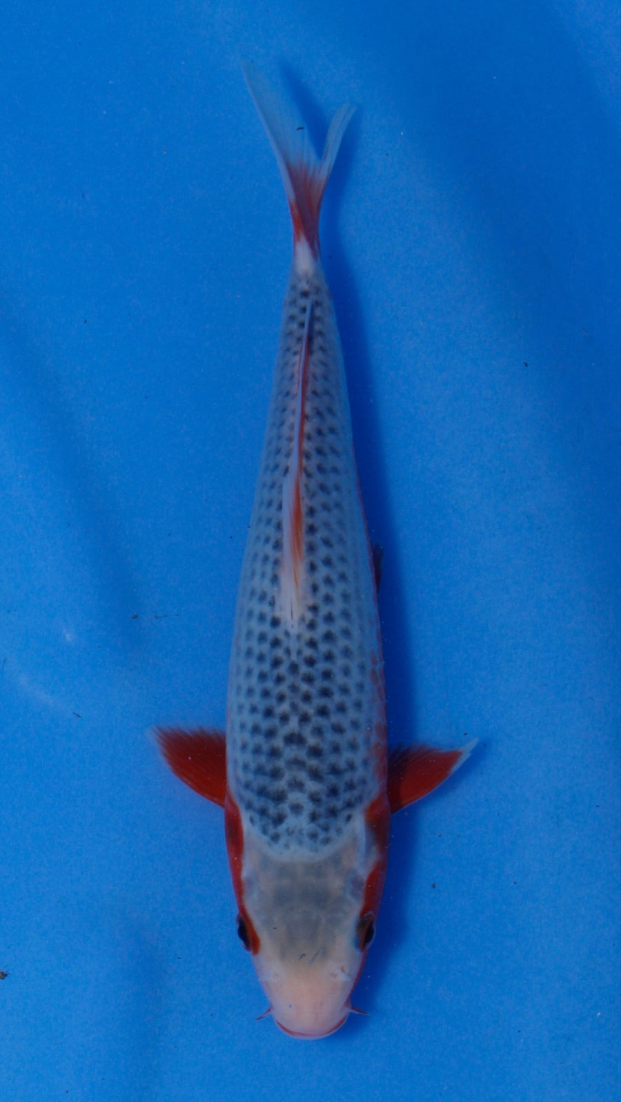 Asagi Hosokai (20-25 cm)