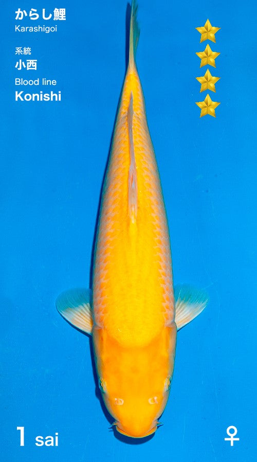 Karashigoi Ogata Female (40-45 cm)