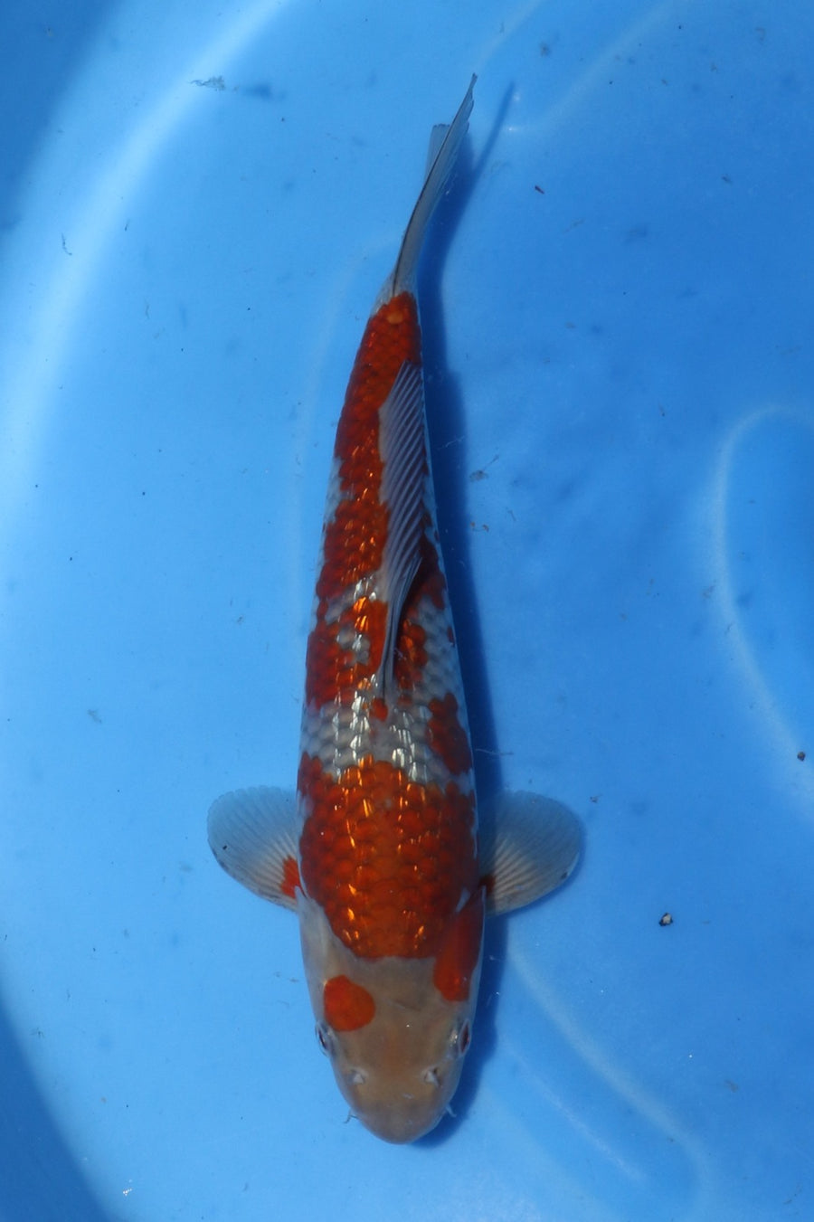 Ginrin Ochiba Nisai ca 38 cm Kawakami