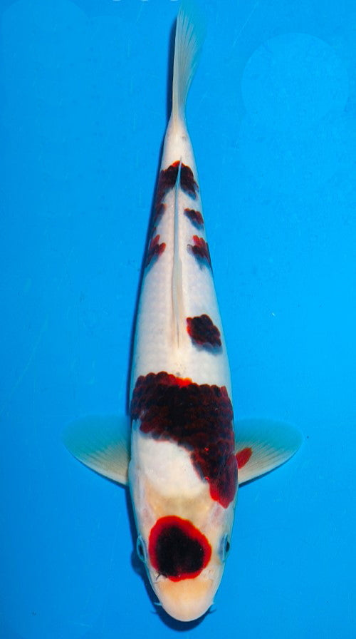 BlackBudo Ogata (15-20 cm)