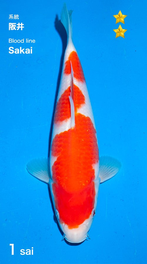 Kohaku Ogata (25-30 cm)
