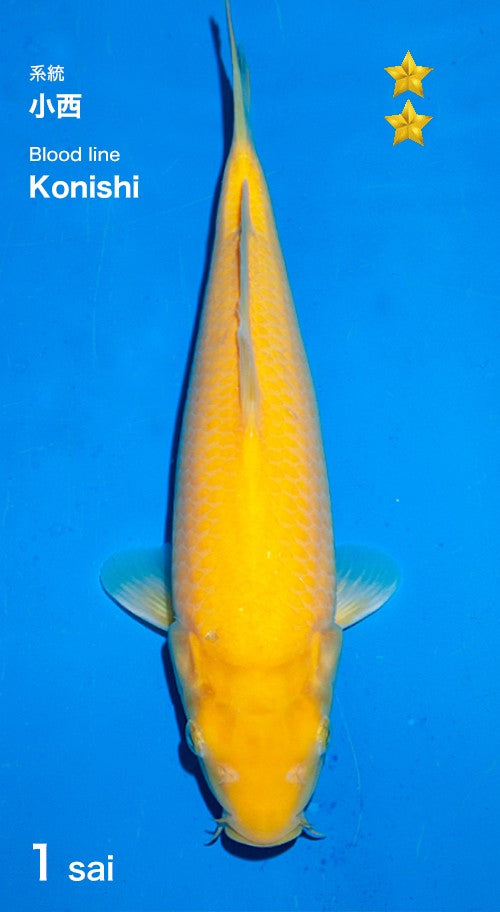 Karashigoi Ogata (30-35 cm)