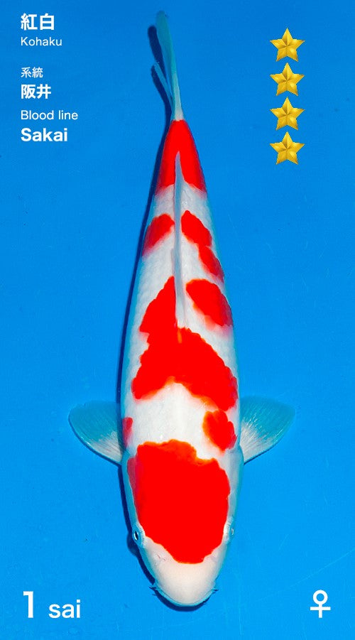 Kohaku Ogata Female (35-40 cm)