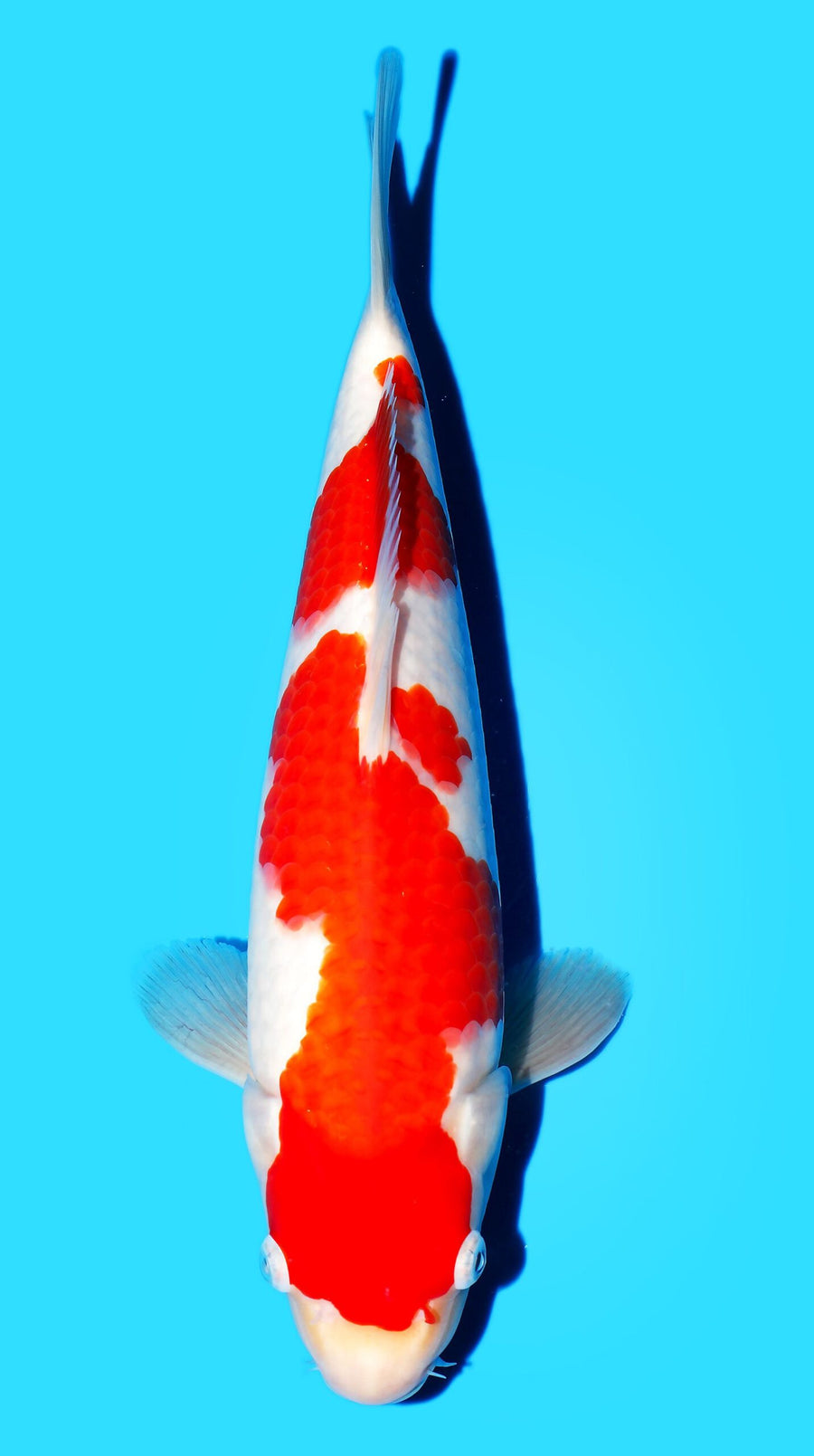 Kohaku Matsue Female (30-35 cm)
