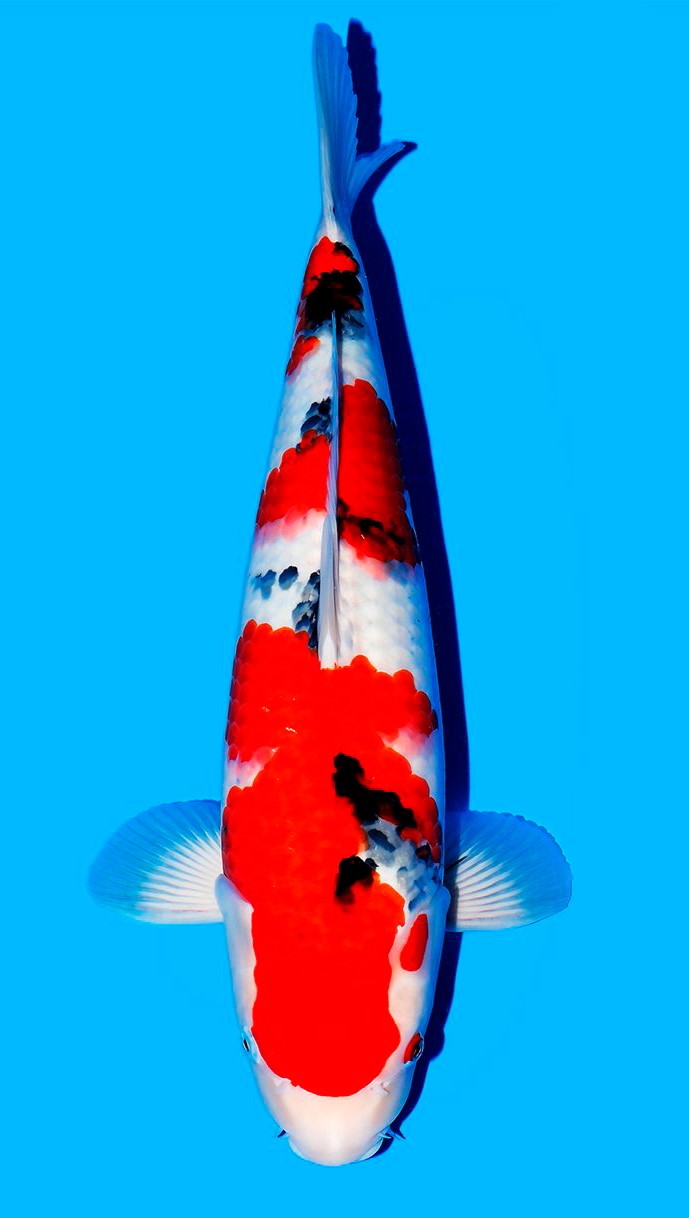 Sanke Tamaura Female (50-55 cm)