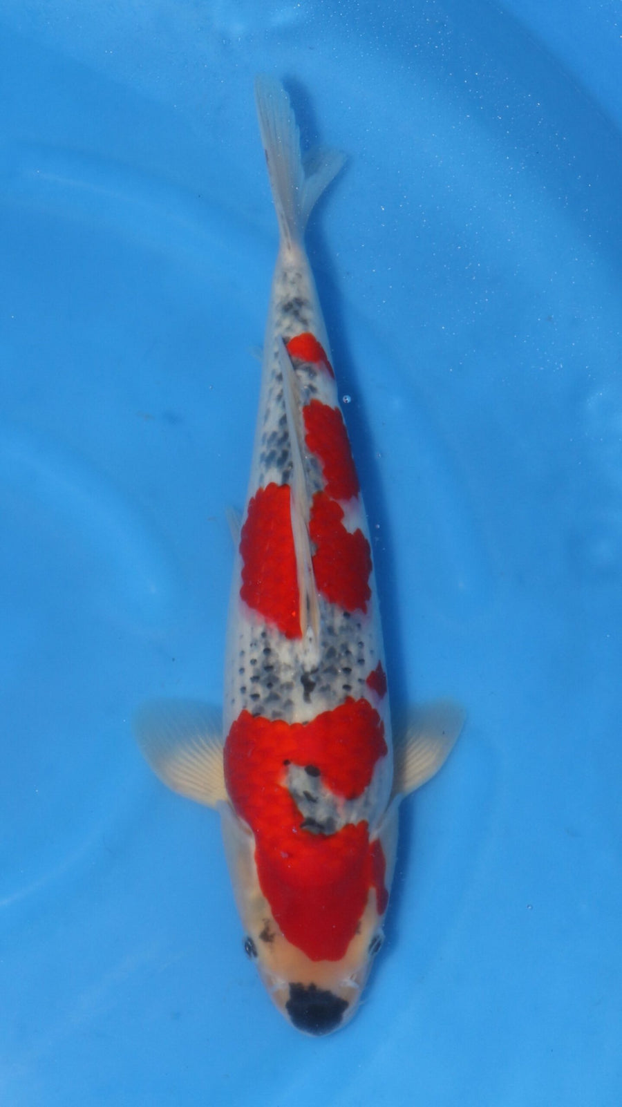 Goshiki Kawakami (30-35 cm)