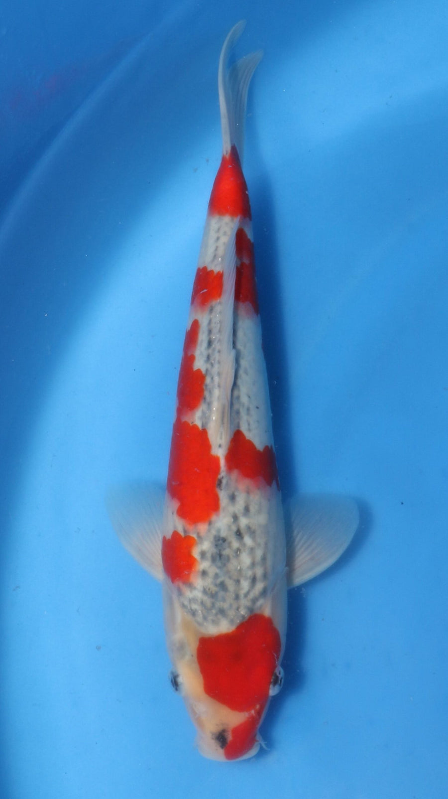 Goshiki Kawakami (30-35 cm)