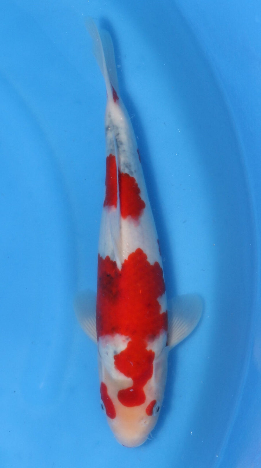 GoshikiShowa Kawakami (30-35 cm)