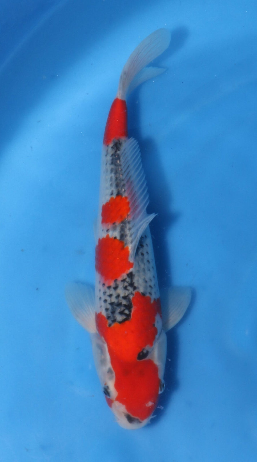 Goshiki Kawakami (30-35 cm)