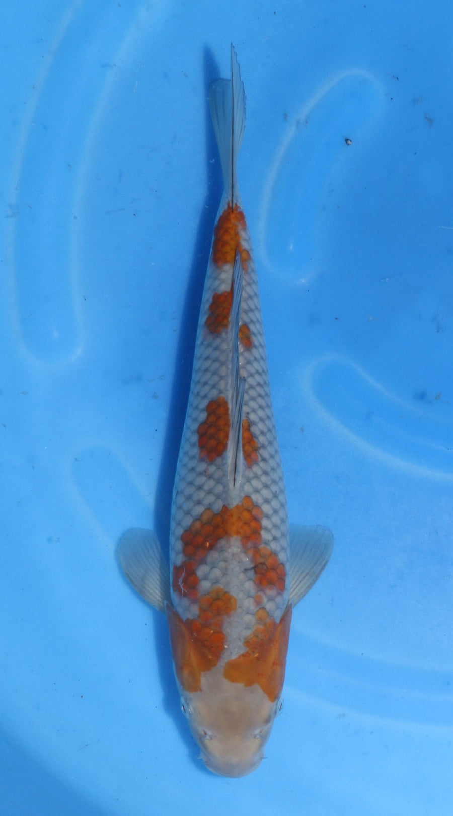 Ochiba Kawakami (30-35 cm)
