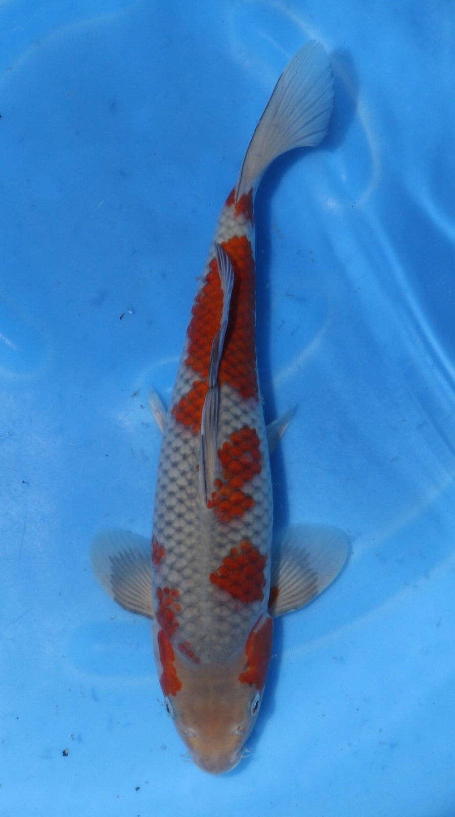 Ochiba Kawakami (30-35 cm)