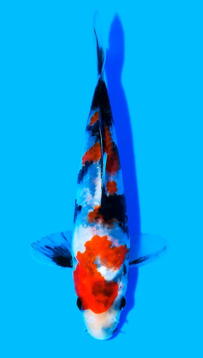 Showa Taniguchi (15-20 cm)