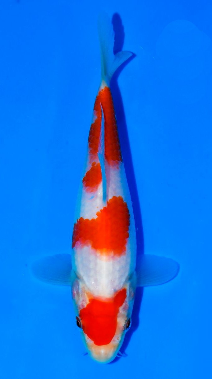 Kohaku Taniguchi (15-20 cm)