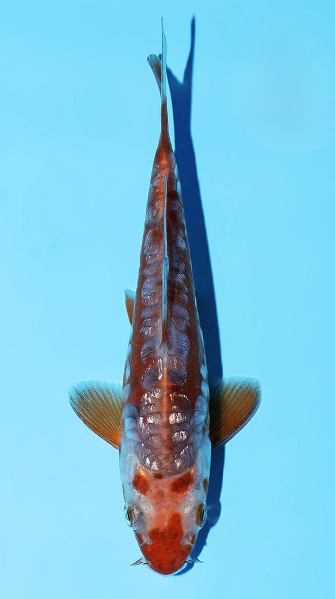 Ginrin Cha Shusui Miyatora (15-20 cm)