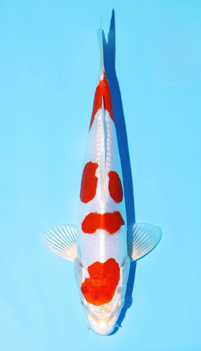Kikusui Marusaka (20-25 cm)