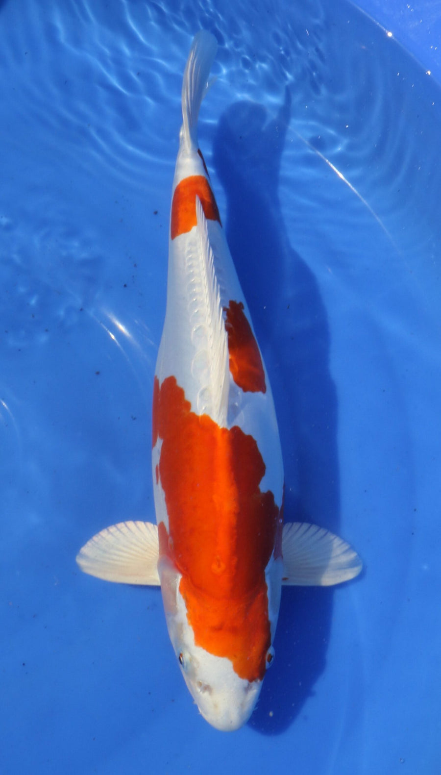 Kikusui Marusaka Female (35-40 cm)