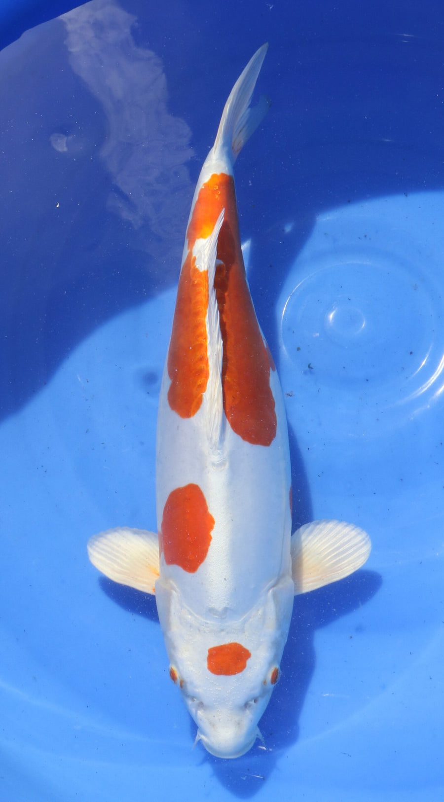 Kikusui Marusaka Female (35-40 cm)