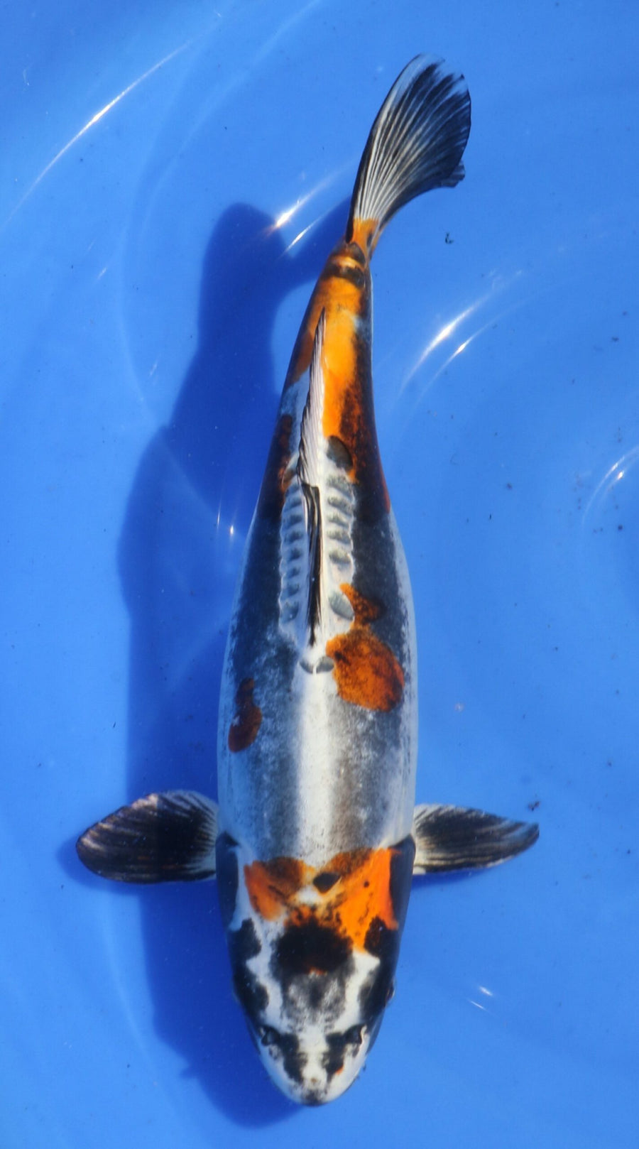 Beni Kikokuryu Marusaka Female (35-40 cm)