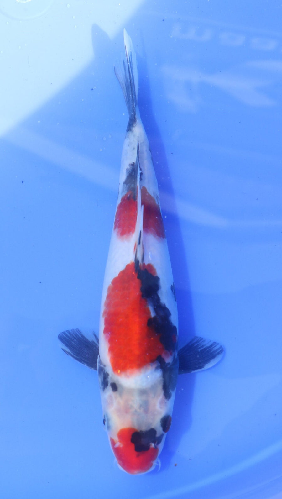 Showa Hosokai (20-25 cm)