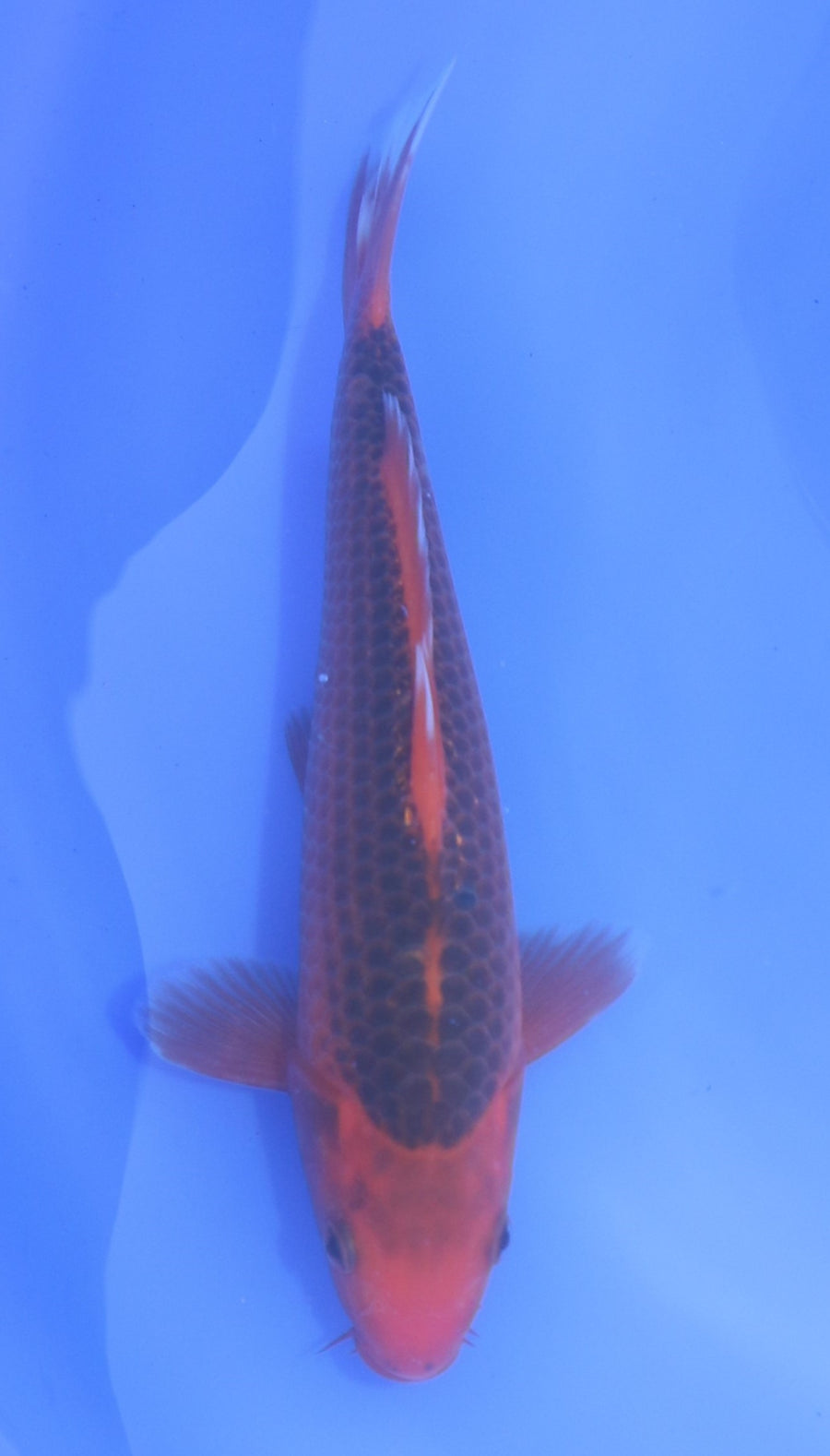 Aka Matsuba Hosokai (20-25 cm)