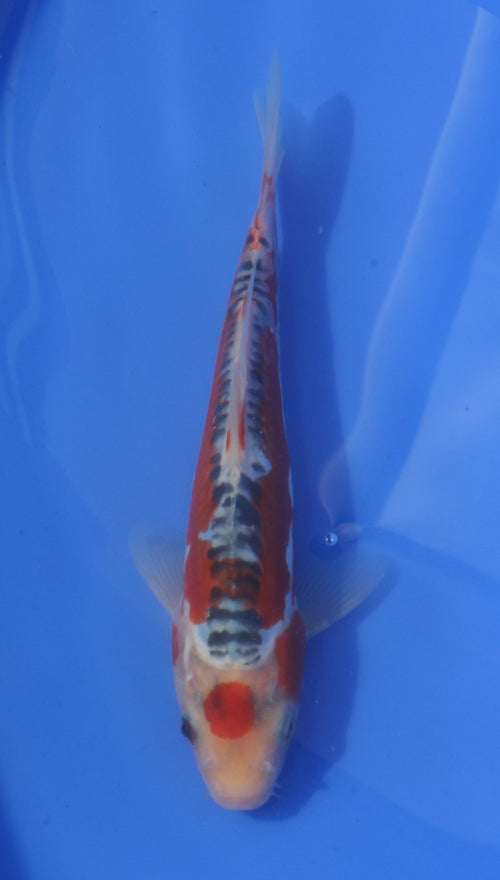 Shusui Hosokai (20-25 cm)