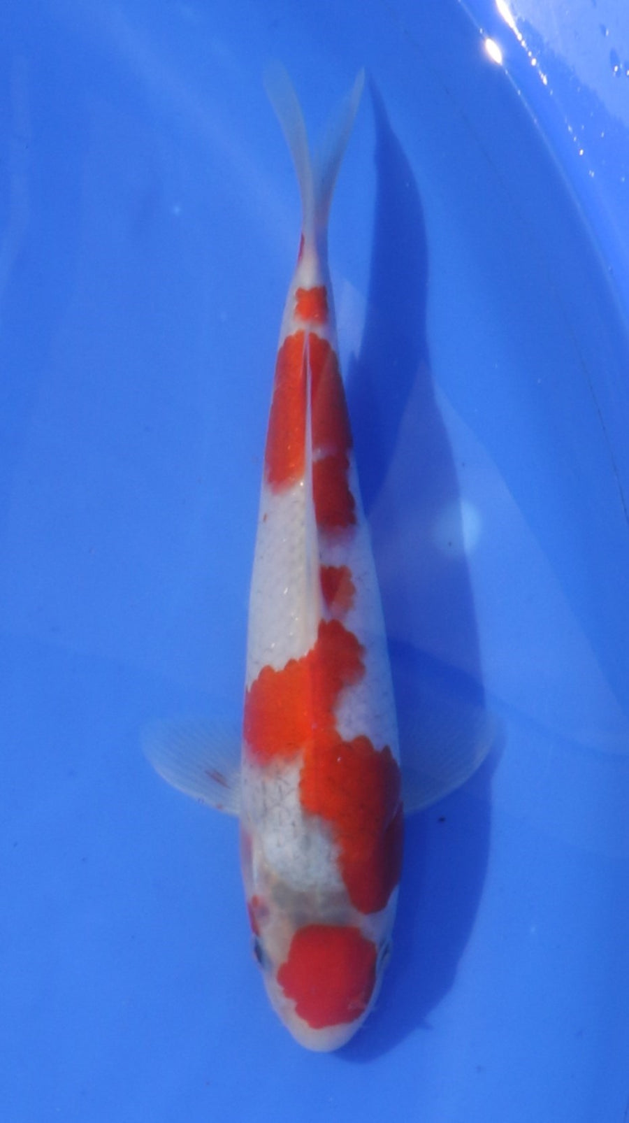 Goshiki Hosokai (20-25 cm)