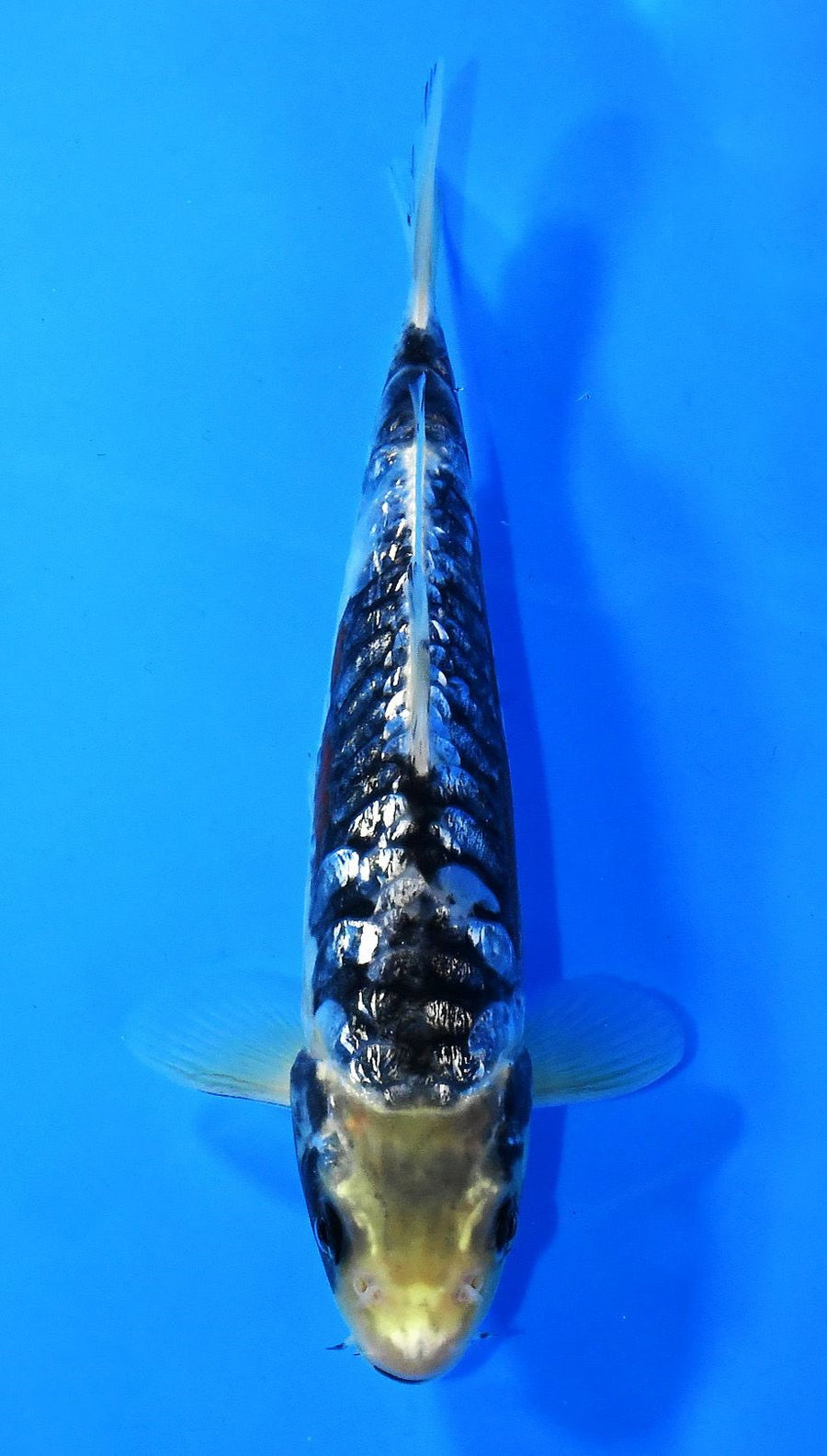 Kawarigoi Taniguchi (15-20 cm)
