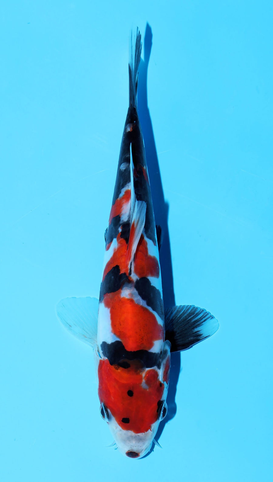 Doitsu Showa Shinoda (15-20 cm)