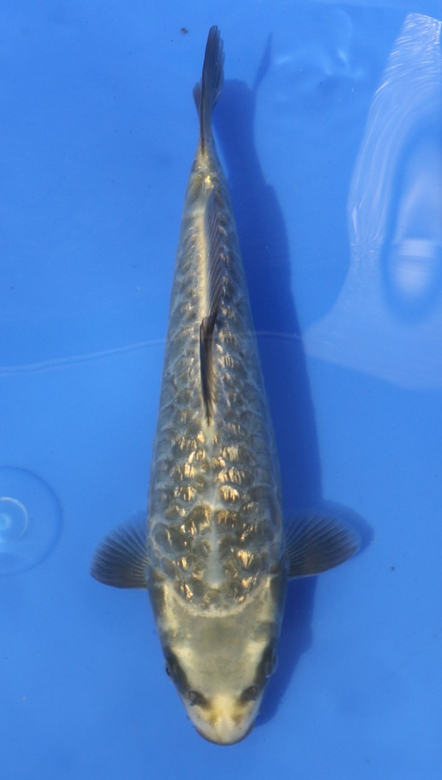 Aragoke Kobayashi (20-25 cm)