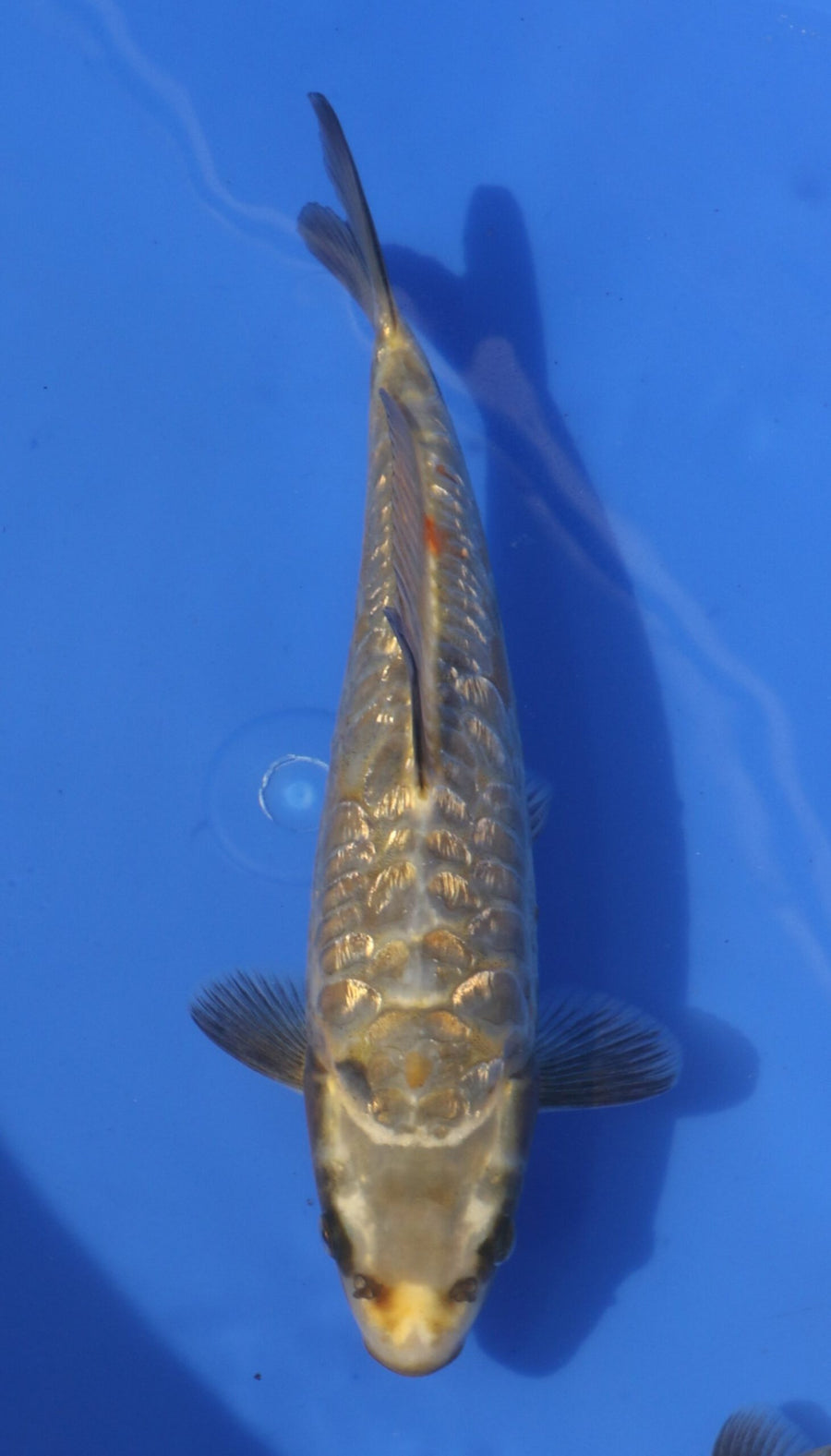 Aragoke Kobayashi (20-25 cm)