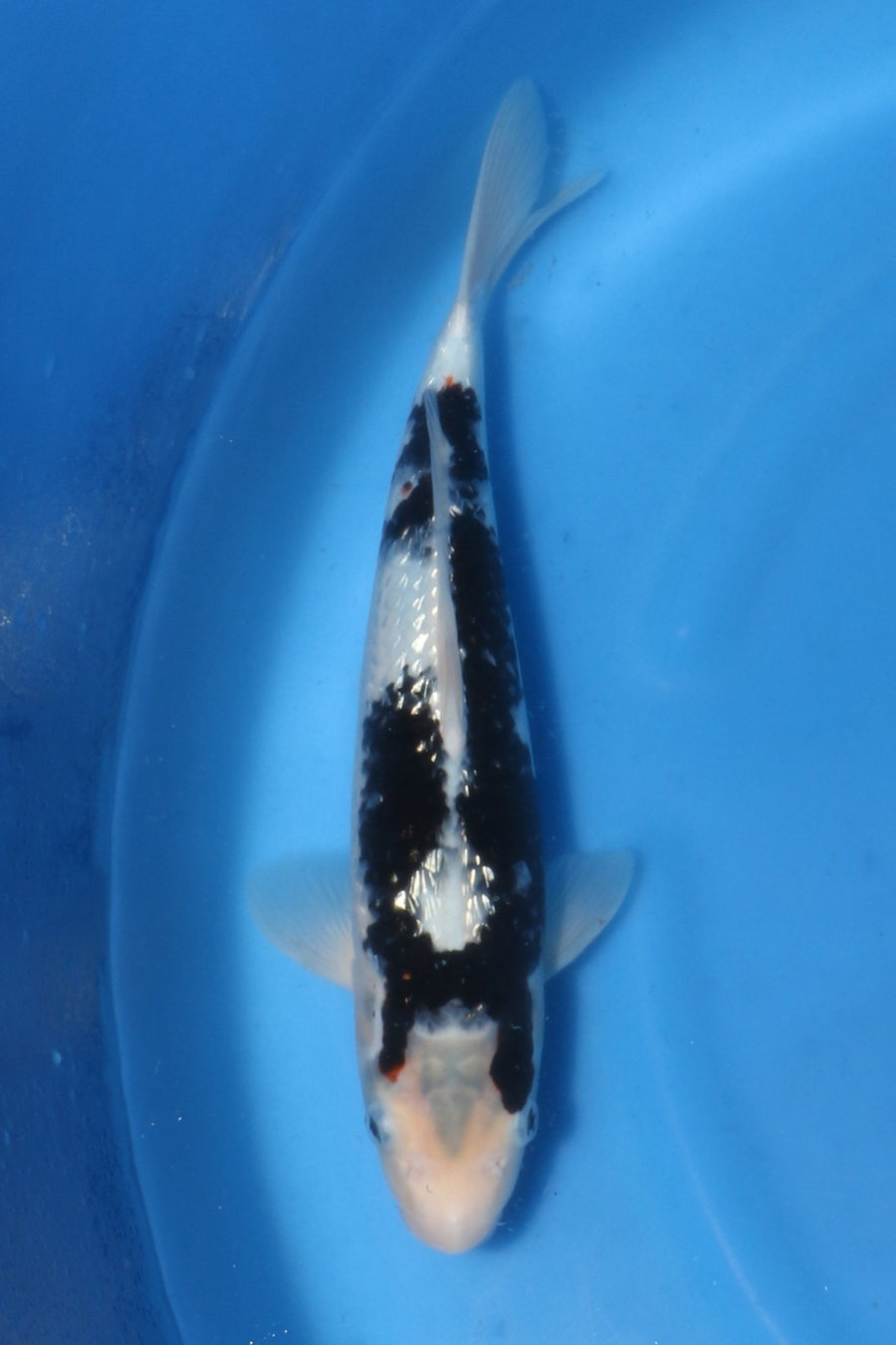Ginrin Matsukawabake Nisai ca 38 cm Kawakami
