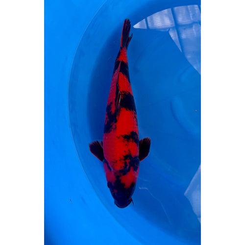 Hi Utsuri (40-45cm)