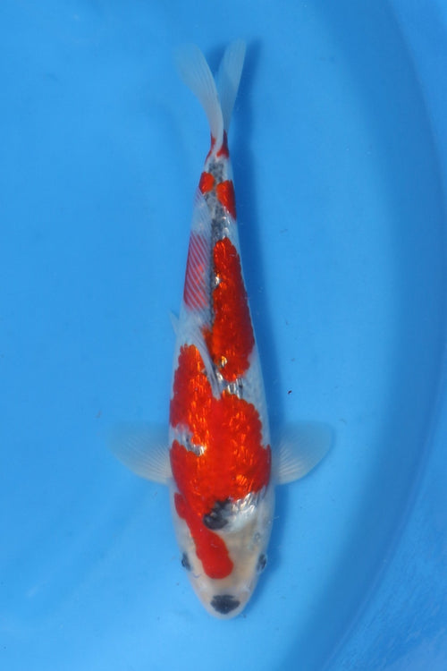 Ginrin Goshiki Nisai ca 38 cm Kawakami