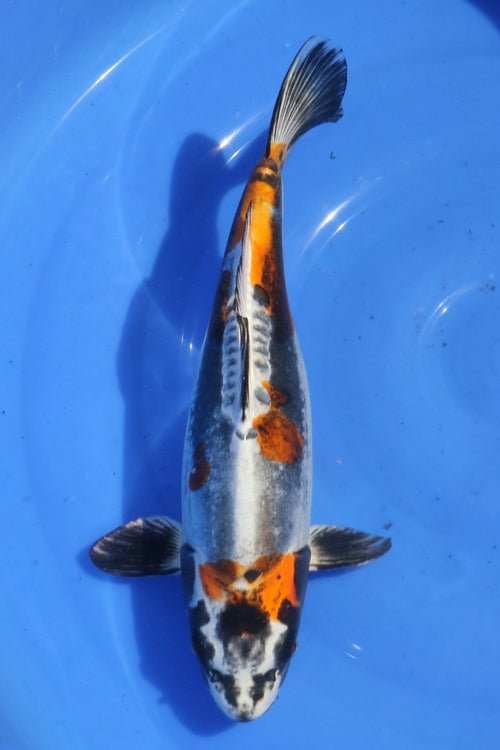 Beni Kikokuryu Nisai ca 40 cm Marusaka