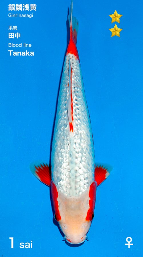 Ginrin Asagi Ogata Female (35-40 cm)