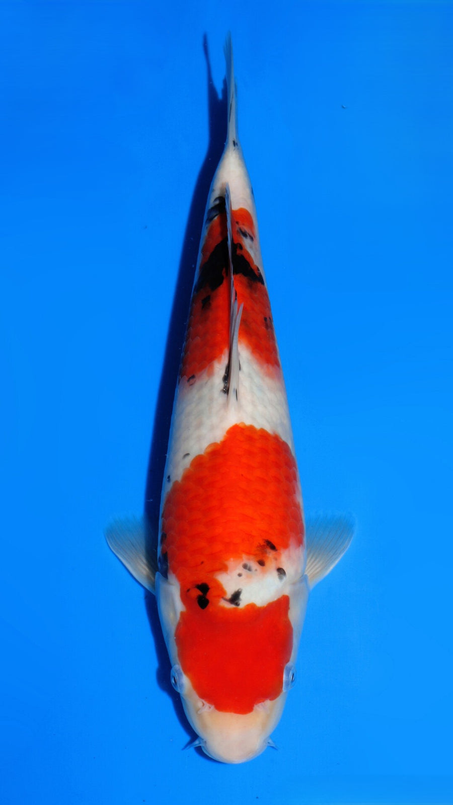 Sanke Dainichi MsankeJr (30-35 cm)