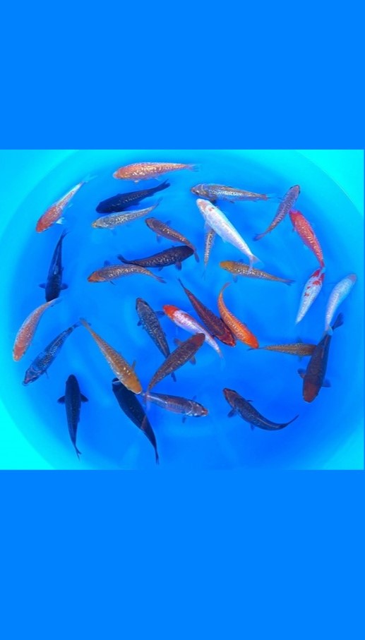 Aragoke Kobayashi (20-25 cm)